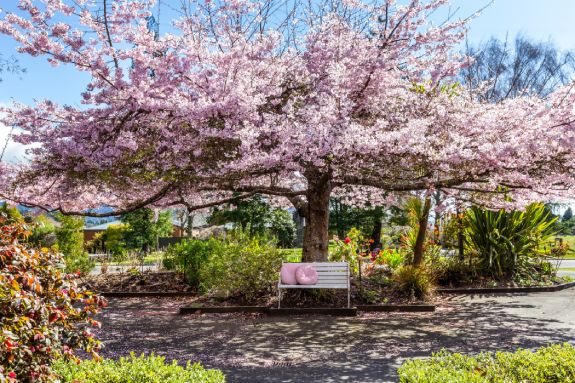 cherry blossom tree